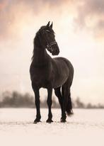 lieve friese merrie, Dieren en Toebehoren, Paarden, Dressuurpaard, L, 11 jaar of ouder, 165 tot 170 cm
