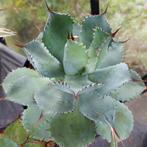 Agave Pygmeae, Ophalen of Verzenden, Bloeit niet, Overige soorten, Volle zon