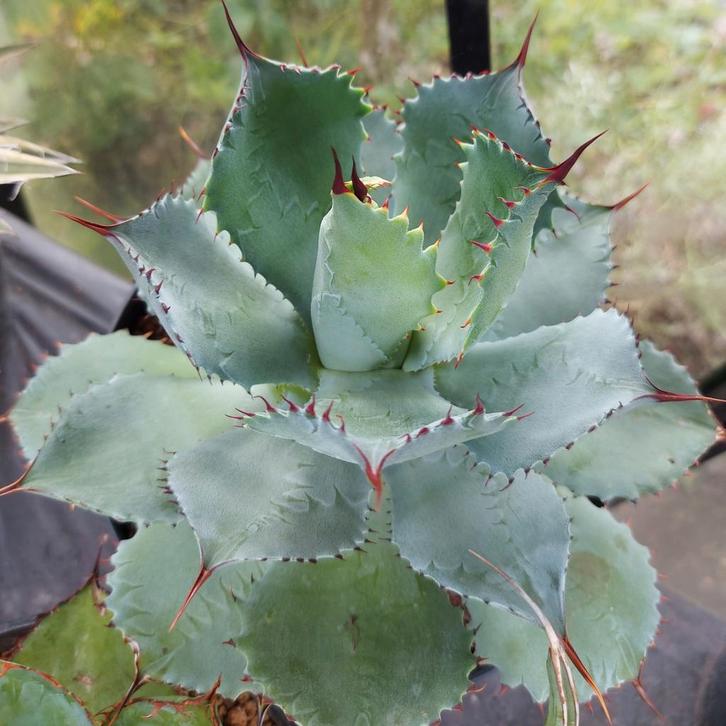 Agave Pygmeae, Tuin en Terras, Planten | Tuinplanten, Overige soorten, Volle zon, Bloeit niet, Ophalen of Verzenden
