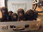 6 mooie Labradoodles, Dieren en Toebehoren, Honden | Niet-rashonden, Meerdere, Meerdere dieren, Middel, Nederland