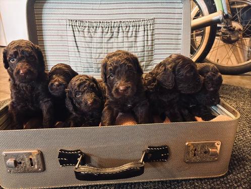 6 mooie Labradoodles, Dieren en Toebehoren, Honden | Niet-rashonden, Middel, Meerdere dieren, Particulier, Meerdere, Nederland