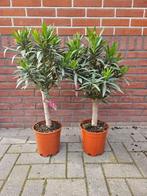 Chamaerops Humilis - Europese Palm - palmboom, Tuin en Terras, Planten | Bomen, Zomer, Volle zon, Ophalen, Palmboom