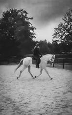 Bijrijdpaard gezocht omgeving ermelo, Dieren en Toebehoren, Paarden en Pony's | Verzorgingsproducten, Ophalen, Zo goed als nieuw