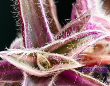 Cyanotis somaliensis variegata geworteld stekje beschikbaar voor biedingen