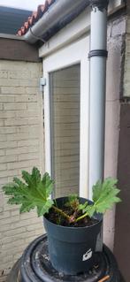 Gunnera Manicata., Tuin en Terras, Ophalen of Verzenden, Overige soorten