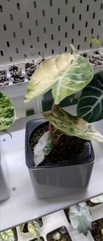 Alocasia Nairobi nights pink variegata, Huis en Inrichting, Ophalen of Verzenden, Minder dan 100 cm