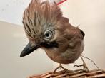 Vlaamse Gaai - Taxidermie (opgezet), Ophalen of Verzenden