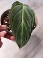 Philodendron Splendid, Ophalen, Overige soorten, Minder dan 100 cm
