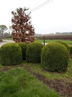 Tuinman of tuinhulp nodig ook mogelijkheid als vaste Tuinman, Tuin en Terras, Ophalen of Verzenden