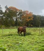 Paard merrie te koop, Dieren en Toebehoren, Paarden, Merrie, Springpaard, Gechipt, Niet van toepassing