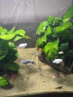 Baby Balloon Molly's, Dieren en Toebehoren, Vis