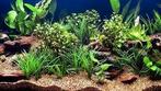 Aquariumplanten - Aquarium planten bij Koidreams in Valburg, Dieren en Toebehoren, Ophalen of Verzenden, Nieuw, Plant(en), Steen of Hout