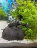 Ancistrus(borstelneus) wildkleur eigen kweek, Vis