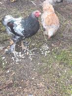Haan en hen Brahmamix, Meerdere dieren, Kip