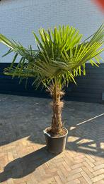 Trachycarpus Fortunei palmboom palmbomen Stamhoogte 70 cm, Zomer, Volle zon, Ophalen of Verzenden, Palmboom