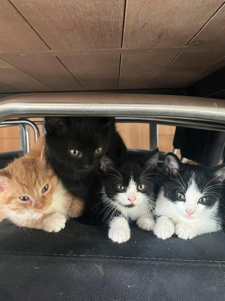 Kittens te koop - nog 2 beschikbaar, Dieren en Toebehoren, Katten en Kittens | Raskatten | Korthaar, Poes, 0 tot 2 jaar