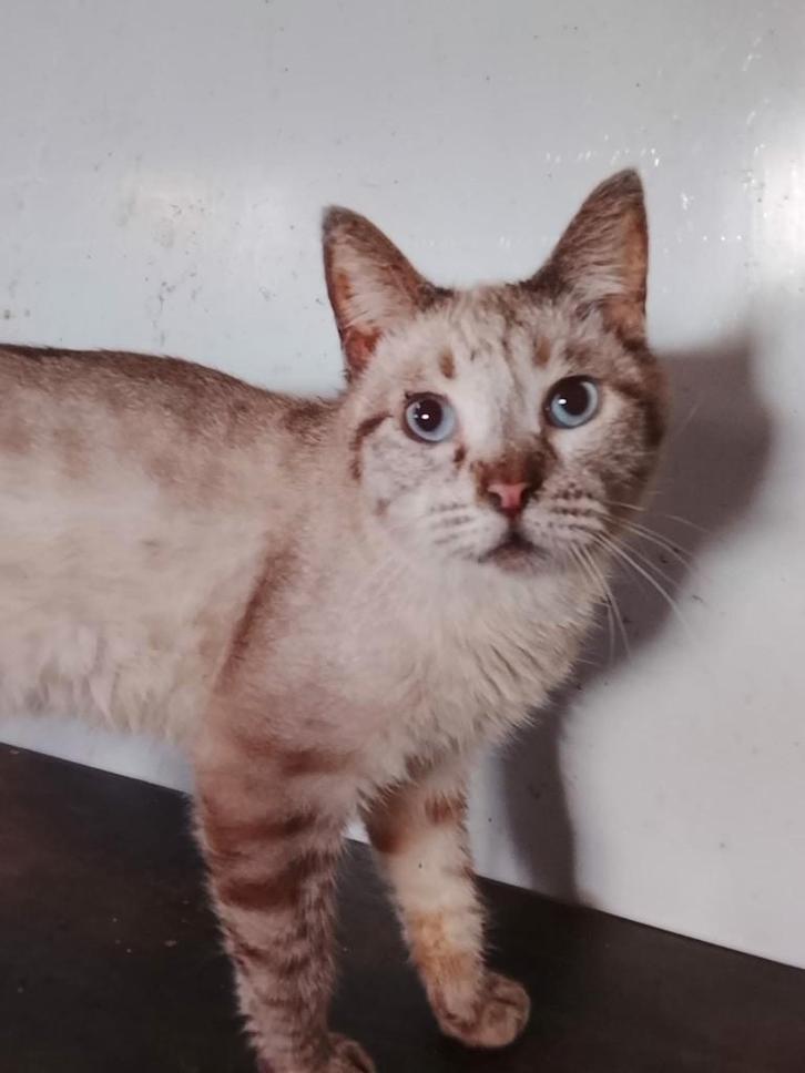 Jarela, Edgar, x redpoint siam gered uit asiel, Dieren en Toebehoren, Katten en Kittens | Overige Katten, Kortharig, Kater, 0 tot 2 jaar