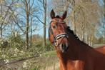 Prachtige kwpn spring hengst ter dekking, Hengst