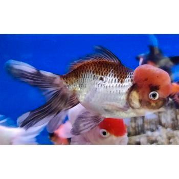 Carrasius auratus, Dieren en Toebehoren, Vissen | Aquariumvissen, Vis