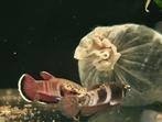 Betta Channoides | Wild Mouth brooding Betta | Young, Dieren en Toebehoren, Vissen | Aquariumvissen, Vis, Zoetwatervis