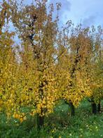 Conference, perenboom perenbomen, Tuin en Terras, Planten | Bomen, Halfschaduw, Lente, 250 tot 400 cm, Overige soorten