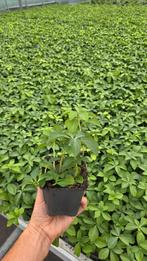 Pachysandra Terminalis - 9cm - vaste plant - bodembedekker, Ophalen of Verzenden, Vaste plant, Bodembedekkers, Halfschaduw