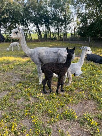 Zilvergrijze Alpaca merrie met cria & zwarte merrie beschikbaar voor biedingen
