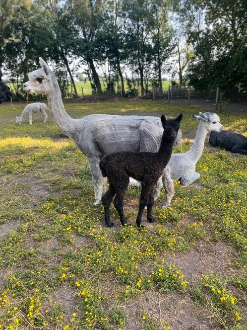 Zilvergrijze Alpaca merrie met cria & zwarte merrie, Dieren en Toebehoren, Overige Dieren, Vrouwelijk, Voor 1 juli 2024