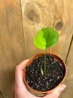 Monstera deliciosa variegata plant lime lemon aurea halfmoon, Ophalen of Verzenden, Halfschaduw, Minder dan 100 cm