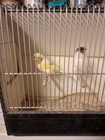 Glosters, Dieren en Toebehoren, Meerdere dieren