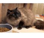 Ragdoll Dekkater ✨ Seal point mink, blauwe ogen 💙, Dieren en Toebehoren, Katten en Kittens | Dekkaters, 3 tot 5 jaar