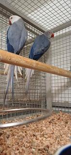 Halsbandparkieten, Meerdere dieren, Parkiet, Geringd