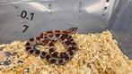 4.7 Pantherophis Guttatus NK '25 lavender x granite, Slang, 0 tot 2 jaar