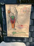 Schoolplaat Rivierkreeft m illustraties, Ophalen of Verzenden, Natuur en Biologie