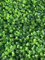 AANBIEDING!! Hederarekken kant en klaar, Tuin en Terras, Ophalen of Verzenden, Overige soorten, Haag, 100 tot 250 cm