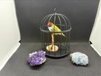 Recent opgezette gouldamadine, Ophalen of Verzenden, Nieuw, Vogel, Opgezet dier