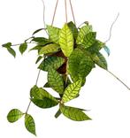 Hoya callistophylla, Huis en Inrichting, Kamerplanten, Ophalen of Verzenden, Overige soorten, Minder dan 100 cm