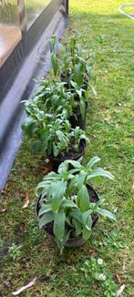 Meerjarige zonnebloem.1,50 euro per plant, Volle zon, Vaste plant, Zomer, Ophalen