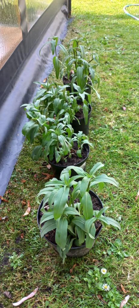 Meerjarige zonnebloem.1,50 euro p.plant Garageverkoop Poppel, Tuin en Terras, Planten | Tuinplanten, Vaste plant, Overige soorten