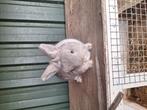 Kleurdwerg te koop, Dieren en Toebehoren, Konijnen, Vrouwelijk, Dwerg