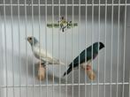Blauwe gouldamadine - Chloebia gouldiae, Meerdere dieren, Tropenvogel, Geringd