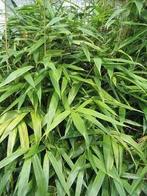 Bamboe aanbieding, Ophalen, Bamboe, Haag, 250 cm of meer