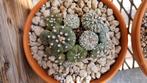 ASTROPHYTUM SCHAAL VOL CACTUS PLANTEN, Huis en Inrichting, Kamerplanten, Ophalen of Verzenden, Cactus, Volle zon, Minder dan 100 cm