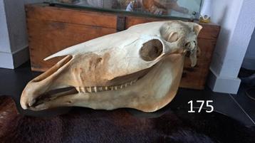 Grote schedel paard diverse opgezette dieren taxide beschikbaar voor biedingen