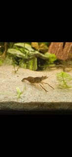 Roodschaar garnalen, Kreeft, Krab of Garnaal