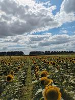 Gratis zonnebloemen(zaad), Dieren en Toebehoren, Ophalen