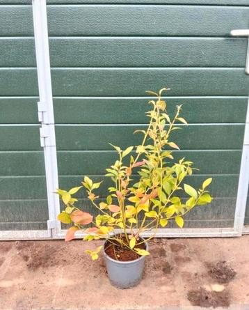 Vaccinium corymbosum bluecrop/ blauwe bes  beschikbaar voor biedingen