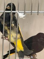 Zwarte Sijse, Dieren en Toebehoren, Vogels | Kanaries, Meerdere dieren