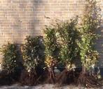 Beukenhaag diverse maten, Tuin en Terras, Planten | Struiken en Hagen, Ophalen of Verzenden, Beukenhaag, 100 tot 250 cm