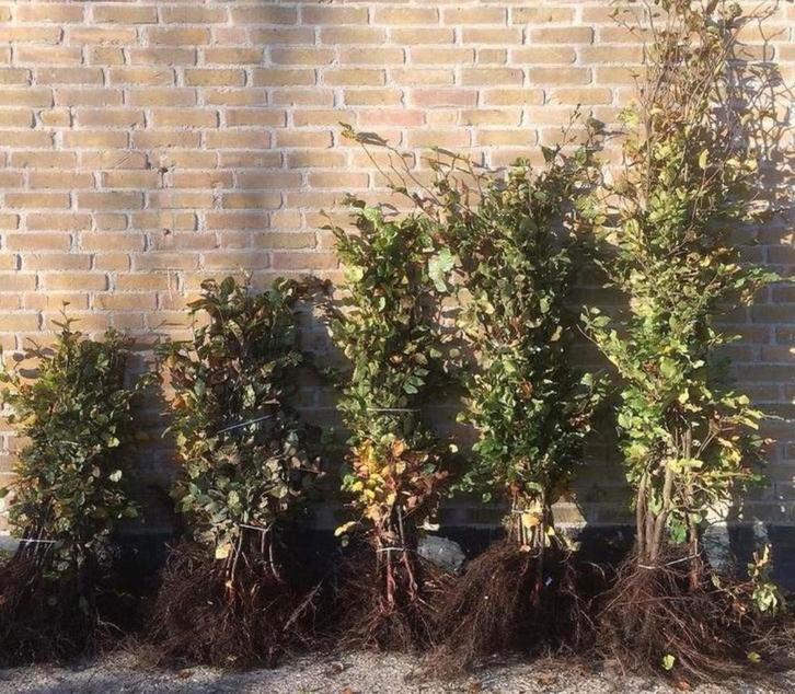 Beukenhaag diverse maten, Tuin en Terras, Planten | Struiken en Hagen, Beukenhaag, 100 tot 250 cm, Ophalen of Verzenden